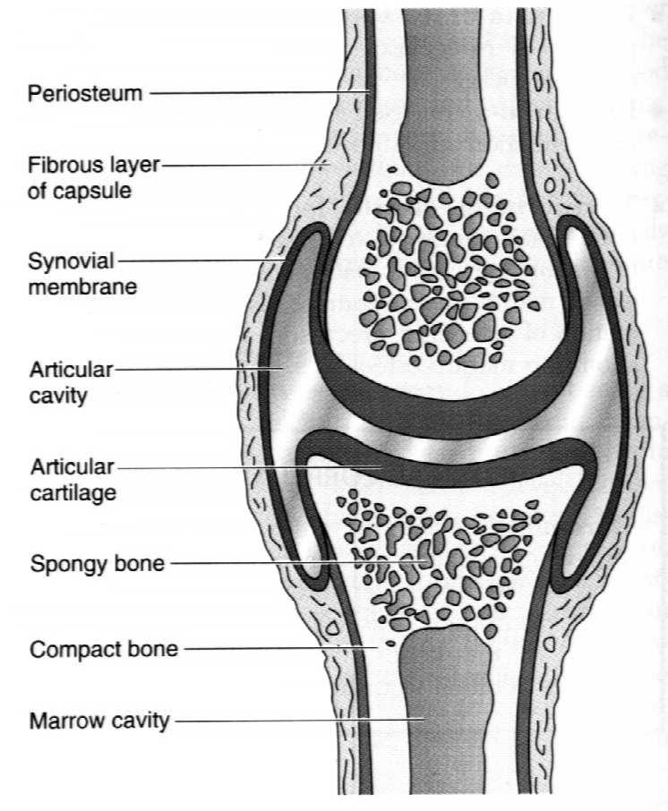 Budowa stawu (diarthrosis) Torebka stawowa: warstwa włóknista (tkanka łączna zbita) okostna warstwa włóknista torebki stawowej błona maziowa jama stawu z płynem błona maziowa: tkanka