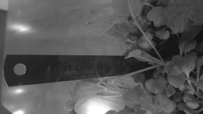 Przeprowadzone badania wykazały wpływ doświetlania rzodkiewki (Raphanus sativus var. sativus) promieniowaniem UV na tempo wzrostu i przyrost biomasy. 2.
