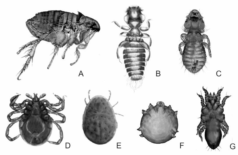 Ptaki Środowisko ZagroŜenia Ochrona. Wybrane aspekty ekologii ptaków 65 Figure 1. Parasitic arthropods of birds.