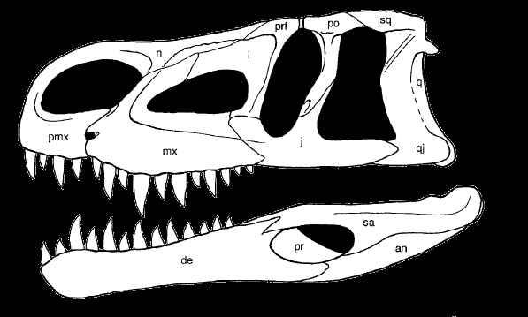 Tanatocenoza Kupferzell Ryby: - rekiny: Hybodus sp., Acrodus sp., etc.