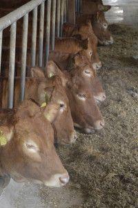 .pl https://www..pl Dyskusja panelowa: czy warto korzystać z doradztwa w hodowli bydła mięsnego.