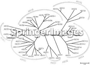 Human family of