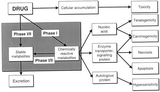 Drug metabolism