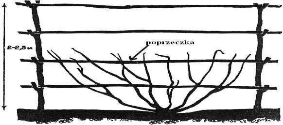 pionowego szpaleru z