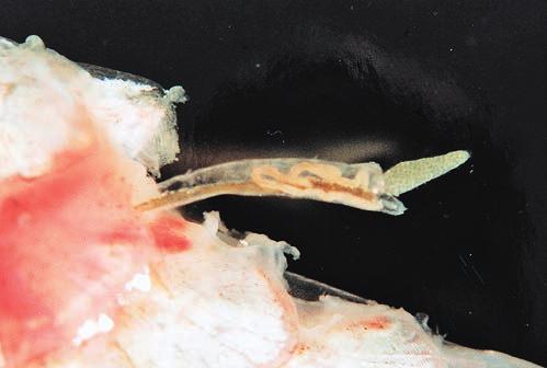 Ryc. 26. Lernaea spp. w okolicy nasady płetwy grzbietowej karasia akwariowego Ryc. 27. Samica Lernaea spp. zagłębiona przednią częścią pod łuskę ryby Ryc. 28. Lernaea spp. wyizolowana ze skóry ryby Ryc.