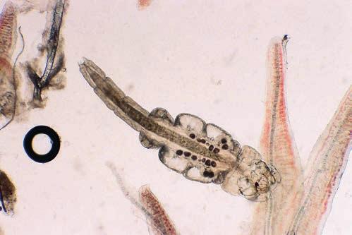 Ryc. 30. Lamproglena spp. z workami jajowymi w skrzelach pielęgnicy afrykańskiej Ryc. 31. Lamproglena spp. bez worków jajowych przyczepiona do listka skrzelowego pielęgnicy afrykańskiej odporności na choroby oraz podwyższonej śmiertelności.