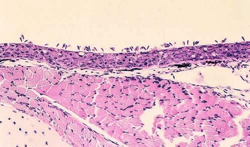 Parasitic diseases of aquarium fish Antychowicz J., Pękala A., Kramer I.
