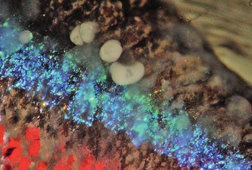 Ryc. 11. Inwazja Ichthyophthirius multifiilis u bystrzyka neonowego, fotografia przyżyciowa Ryc. 12. Ichthyophthirius multifiilis u bystrzyka neonowego, fotografia przyżyciowa Ryc. 13.