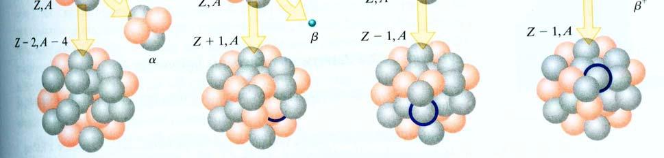 2. Promieniowanie β + (nie występuje w naturalnych przemianach jądrowych) czyli emisja pozytronu e +, powstającego z przekształcenia protonu w neutron, zmniejsza o jednostkę liczbę atomową