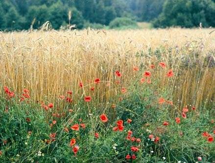 Strefy buforowe i miedze śródpolne Ochronne pasy roślinności trwałej o różnej szerokości, usytuowane na styku pól