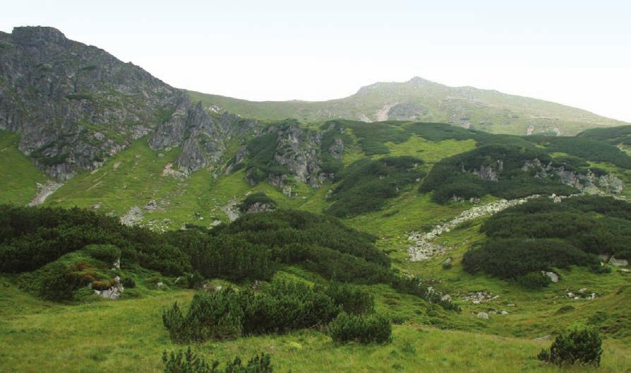 Chrońmy Przyr. Ojcz. rocznik 68, zeszyt 2, 2012 Ryc. 4. Orzesznica Muscardinus avellanarius w pobliżu Zielonego Stawu (5.08.2011 r., fot. Z. Mierczak) Fig. 4. Common dormouse Muscardinus avellanarius in the vicinity of Zielony Staw (5 August, 2011; photo by Z.