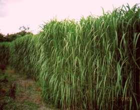 miskant olbrzymi (Miscanthus x giganteus) pochodzi z Azji Wschodniej