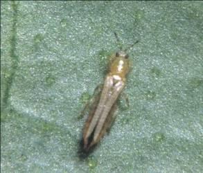 Wciornastek tytoniowiec (Thrips tabaci) Rząd wciornastki = przylżeńce (Thysanoptera) Morfologia. Osobniki dorosłe długości 0,8-1,2 mm o wydłużonym ciele.