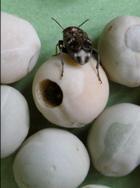 Strąkowce Biologia Strąkowiec grochowy i bobowy mają jedno pokolenie w sezonie.