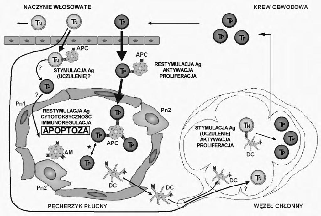 Piotr Kopiński i wsp., Apoptoza i limfocyty pęcherzykowe Rycina 2. Kinetyka limfocytów śródmiąższu płuc i apoptoza AL. Szczegółowy opis w tekście.