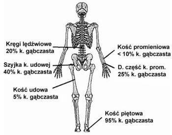 L. Wawrzyńska Rys.1.4. Udział kości gąbczastej w różnych obszarach szkieletu 1.8.