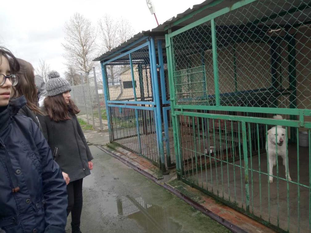 Następnie młodzież została oprowadzona po dość niewielkim schronisku i ze smutkiem obejrzała porzucone, przestraszone psy i koty.