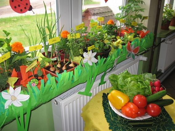 klasie Parapetowy ogródek warzywny, z którego zbiory wykorzystujemy do tworzenia wspólnego śniadania.
