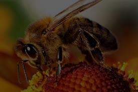Dofinansowana kampania edukacyjno- informacyjna Be like Bee- Ratujmy Pszczoły