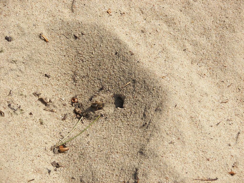 Rodzina: Colletidae Lepiarkowate Colletes cunicularius Lepiarka
