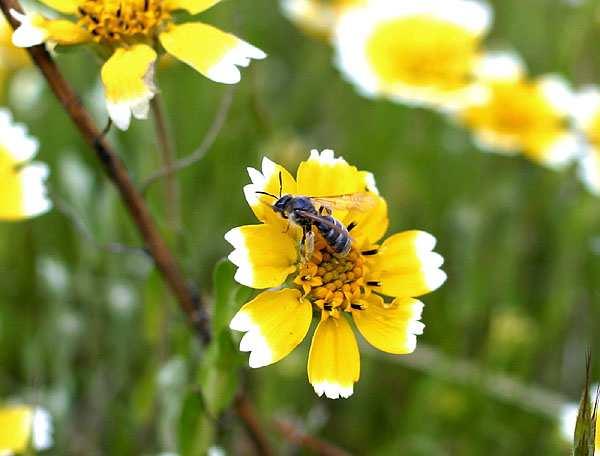Rodzina: Halictidae - Smuklikowate. Od zupełnie samotnych do właściwie społecznych. 71 Przemysław Grodzicki, Społeczne Smuklikowate: Halictus scabiose, Lasioglossum nigripes, L. malachurum, L.