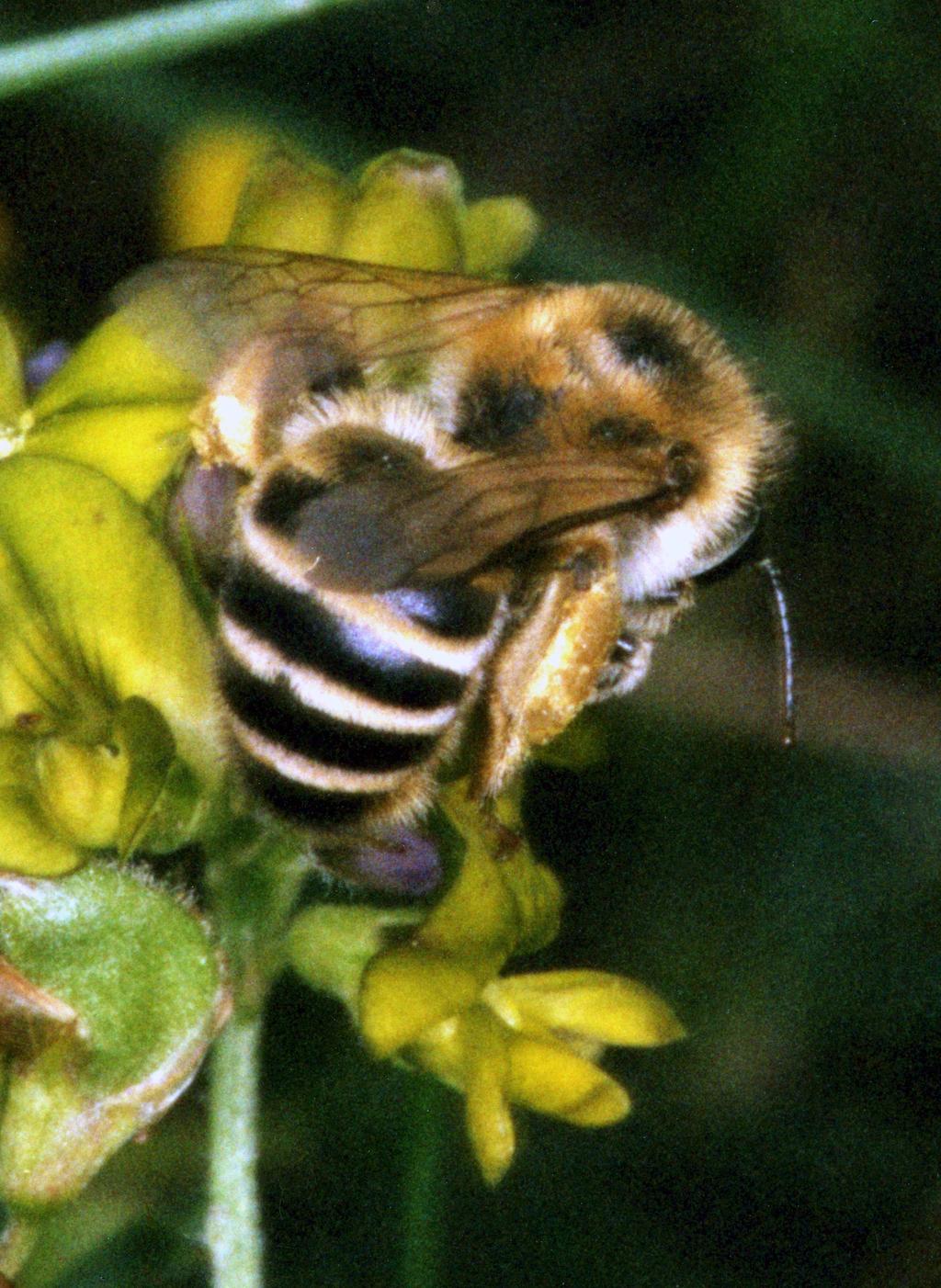Rodzina: Melittidae Spójnicowate Melitta leporina Spójnica lucernowa