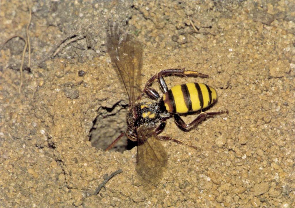 Rodzina: Nomadinae Nomada spp. Koczownice Wszystkie Nomady prowadzą pasożytniczy tryb życia. Składają swoje jajeczka do gniazd innych błonkówek zachowują się jak kukułki.