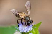 Apis spp.