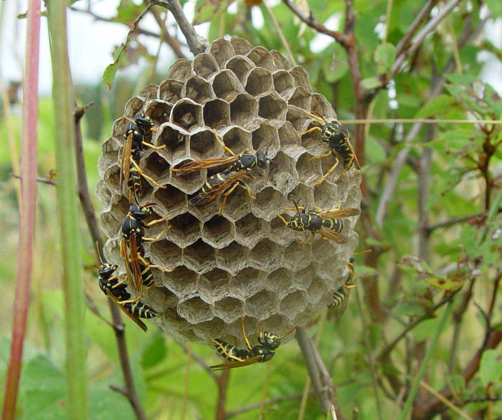 Polistes (Polistes) bischofii Osy społeczne - Vespa 48 Tylko królowa przechodzi hibernację Na