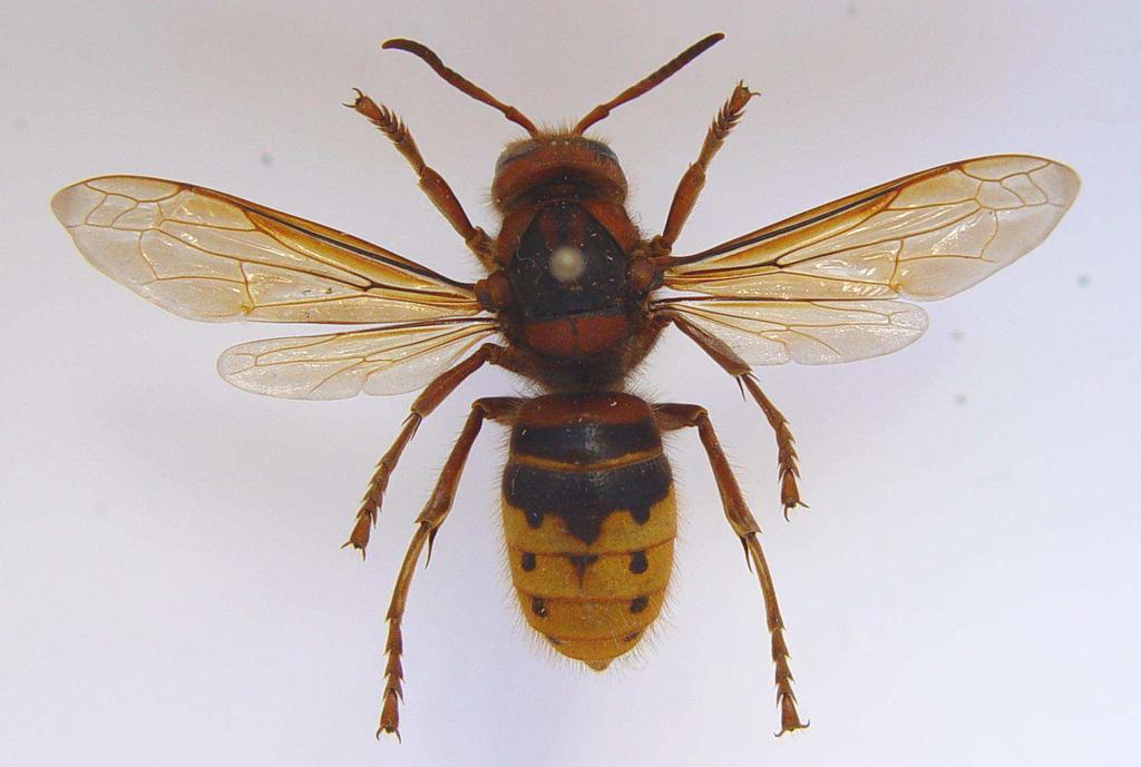 (Vespula)