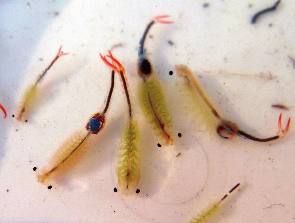 Chrońmy Przyr. Ojcz. rocznik 71, zeszyt 4, 2015 Ryc. 1. Zadychra pospolita Branchipus schaefferi (21.07.2013 r.; fot. M. Łaciak) Fig. 1. Fairy shrimp Branchipus schaefferi (21 July, 2013; photo by M.