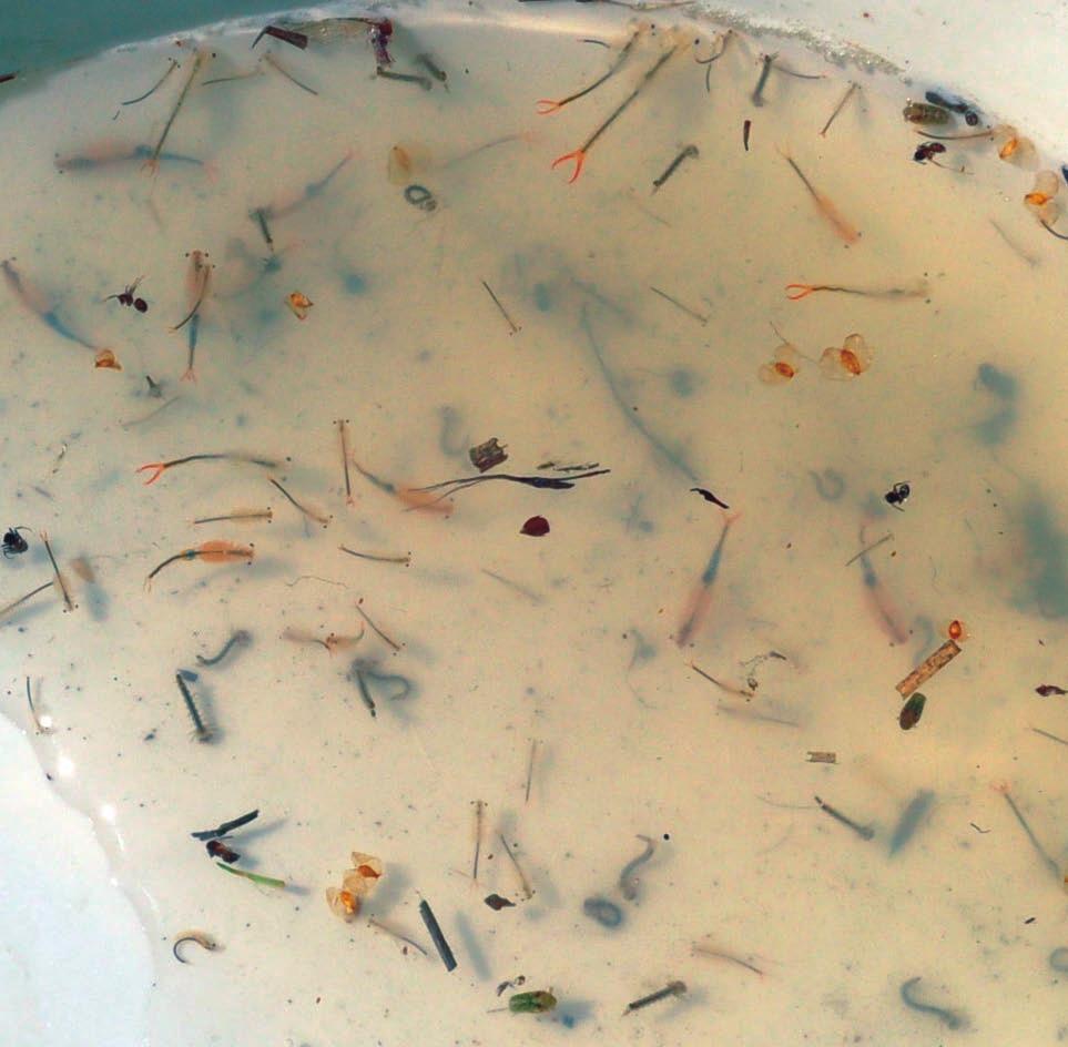 08.2012 r.; fot. M. Łaciak) Fig. 2. Numerous individuals of Branchipus schaefferi collected from one of the puddles.
