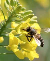 Pollinus Większa liczba zawiązanych łuszczyn z większą liczbą dobrze wykształconych nasion. Większa masa tysiąca nasion (MTN).