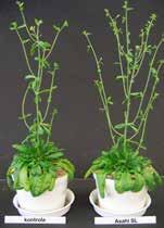 25.500 oznaczonych genów w Arabidopsis thaliana 3.