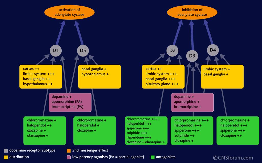 Neurobiologia