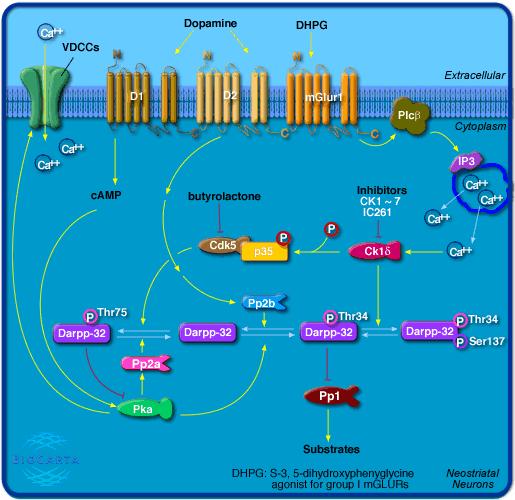 Neurobiologia