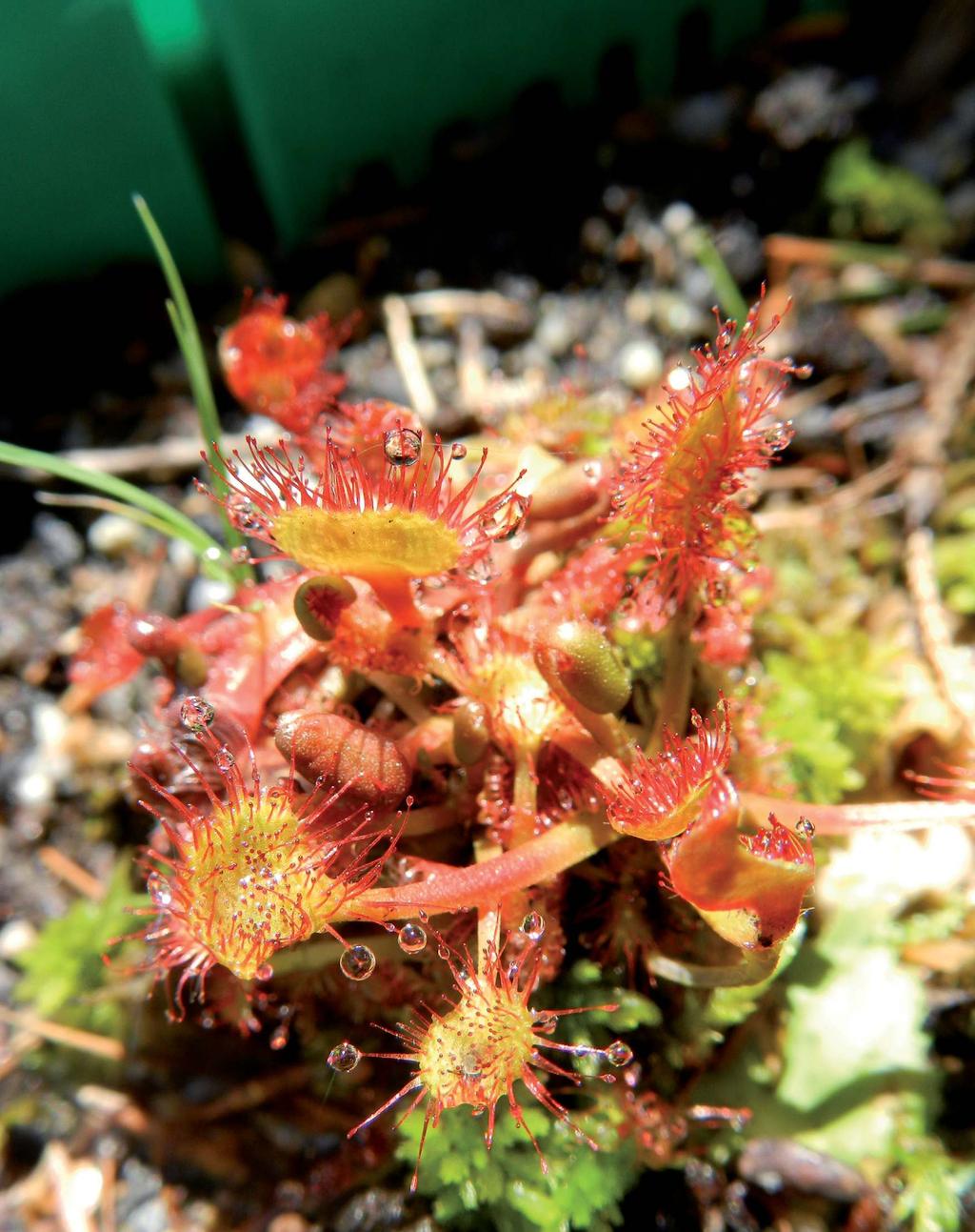 Rośliny zielne BIEDRZENIEC MNIEJSZY SKALNY Pimpinella saxifraga L. subsp.