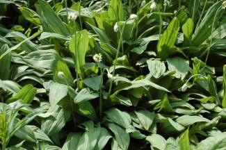 CZOSNEK SIATKOWATY CZOSNEK SYBERYJSKI Allium victorialis L. Allium sibiricum L.