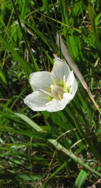 DZIEWIĘCIORNIK BŁOTNY Parnassia palustris L. DZWONEK KARKONOSKI Campanula bohemica Hruby in Polivka, Domin et Podp. subsp.