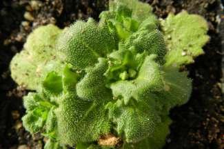 GĘSIÓWKA ALPEJSKA GNIDOSZ SUDECKI Arabis alpina L. Pedicularis sudetica Willd. subsp.