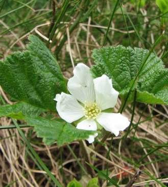 MALINA MOROSZKA PRZETACZNIK ALPEJSKI Rubus chamaemorus L. Veronica alpina L.