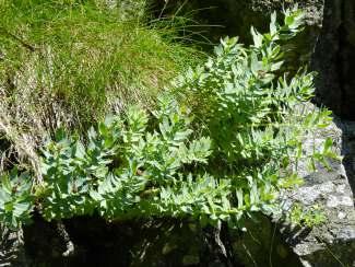 RÓŻENIEC GÓRSKI Rhodiola rosea L. RZEŻUCHA GORZKA OPIZA Cardamine amara L. subsp. opizii (J. Presl. & C. Presl) Čelak.