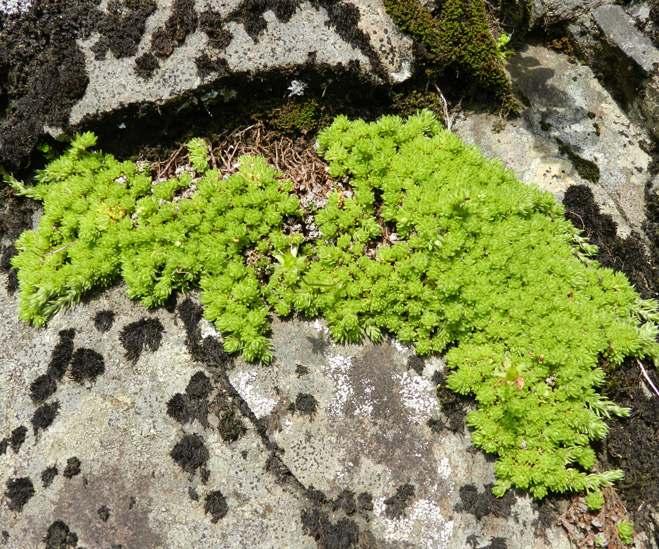 SKALNICA MCHOWATA SKALNICA NAPRZECIWLISTNA Saxifraga bryoides Wulfen (Braun-Blanq.) H. Hubner Saxifraga oppositifolia L.