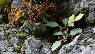 SKALNICA ŚNIEŻNA SZAROTA DROBNA Saxifraga nivalis L. Gnaphalium supinum L.