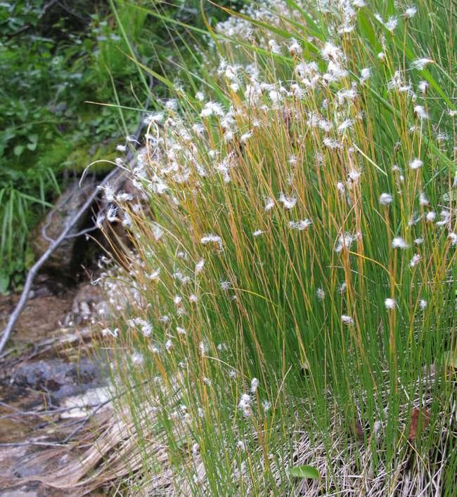 WEŁNIANECZKA ALPEJSKA ŻEBROWIEC GÓRSKI Baeotryon alpinum (L.) T. V. Egorova Pleurospermum austriacum ( L.) Hoffm.