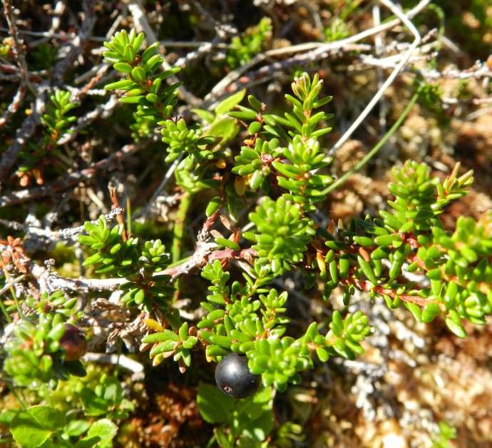 BAŻYNA OBUPŁCIOWA BORÓWKA BAGIENNA Empetrum hermaphroditum Hagerup Vaccinium uliginosum L.