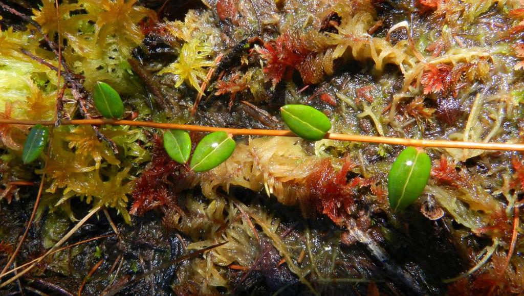 ŻURAWINA BŁOTNA ŻURAWINA DROBNOLISTKOWA Oxycoccus palustris Pers. Oxycoccus micropcarpus Turcz. Ex Rupr. Rodzina: Wrzosowate Ericaceae Status ochronny: gatunek nie objęty ochroną prawną.