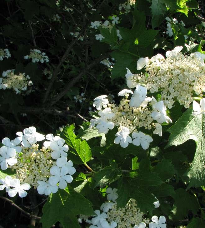 KALINA KORALOWA PORZECZKA SKALNA Viburnum opulus L. Ribes petraeum Wulfen Rodzina: Przewiertniowate Caprifoliaceae Status ochronny: częściowa ochrona gatunkowa.