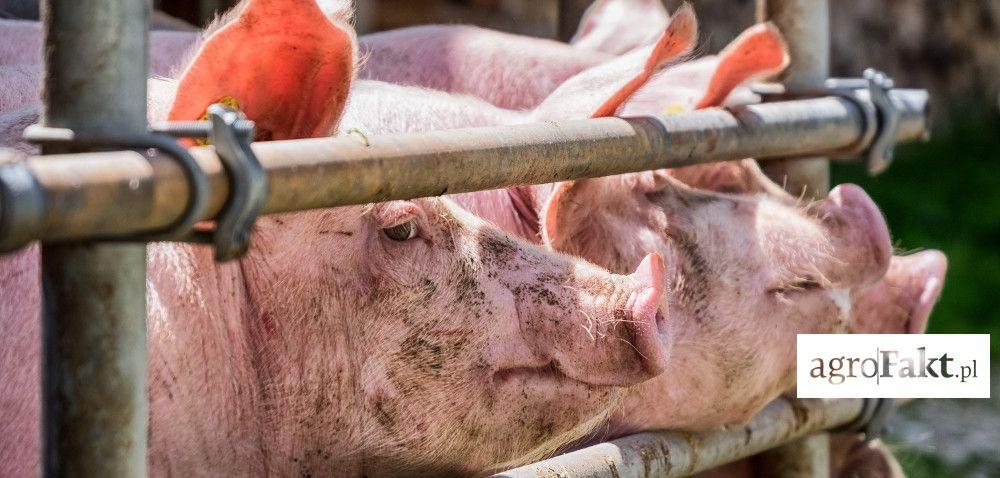 .pl https://www..pl Perspektywy rozwoju dla hodowców trzody chlewnej Autor: Beata Kozłowska Data: 24 maja 2016 Polscy producenci trzody chlewnej skarżą się, że ich produkcja jest nieopłacalna.