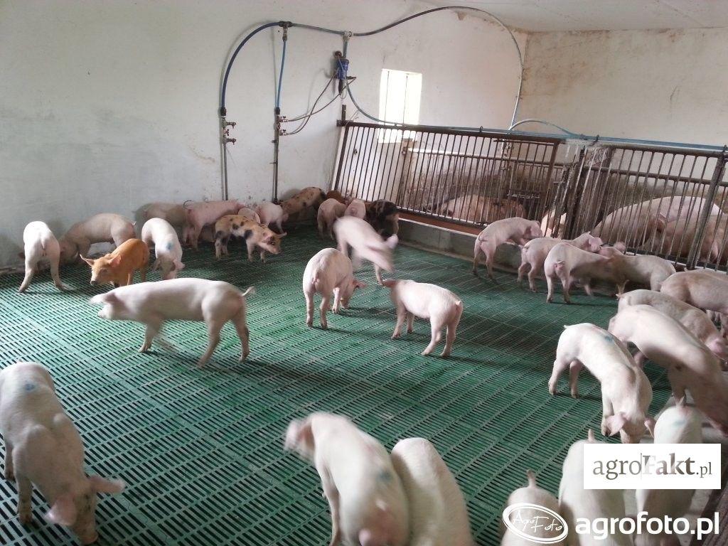 .pl https://www..pl Fot. AgroFoto.pl, kombi82 A może, pomimo spadku pogłowia, w naszym kraju produkuje się zbyt dużo żywca wieprzowego?